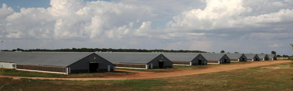 Poultry Barns Frontier Photo Feb 2021 2